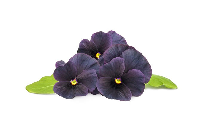 The Wonderful World of Black Pansies