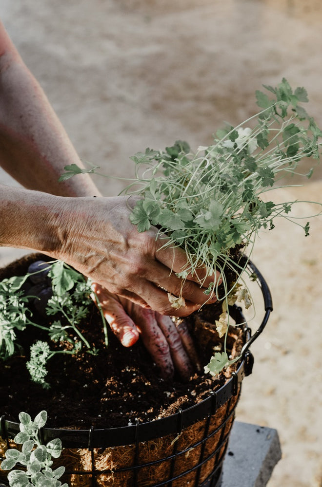 5 Beautiful Benefits of Community Gardens