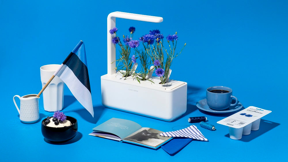 Estonian Independence Day & Growing Cornflower at Home