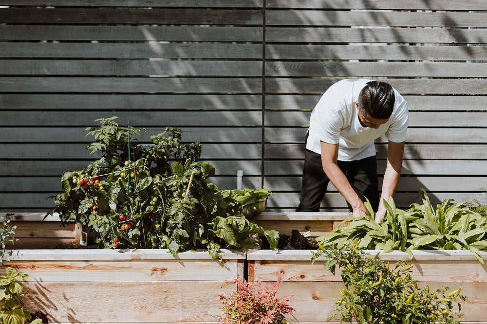 This is Why Your Plants Need Pruning