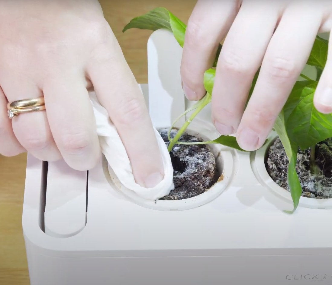 How to Remove Mold from Smart Soil (in Under 2 Minutes)  Click & Grow