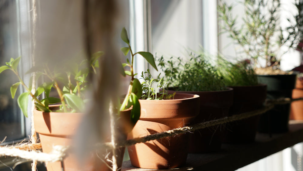 Gardening Indoors vs. Gardening Outside - Does It Really Make a Difference?