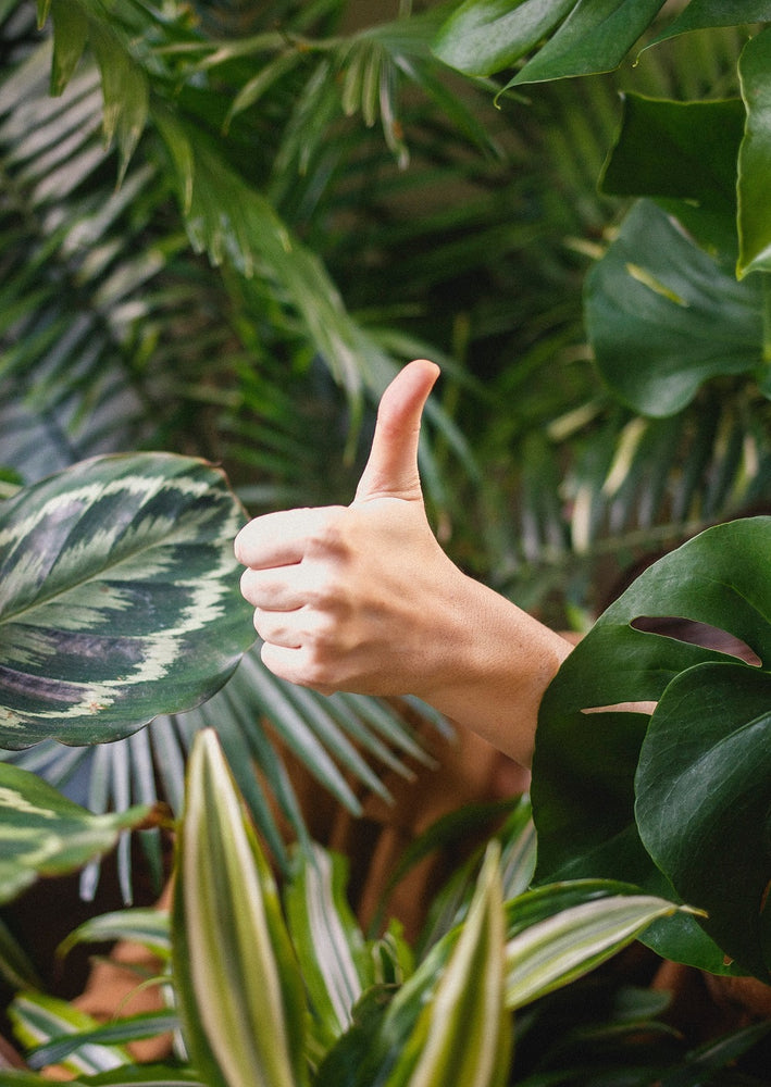 What Kind of Plant Parent Are You?