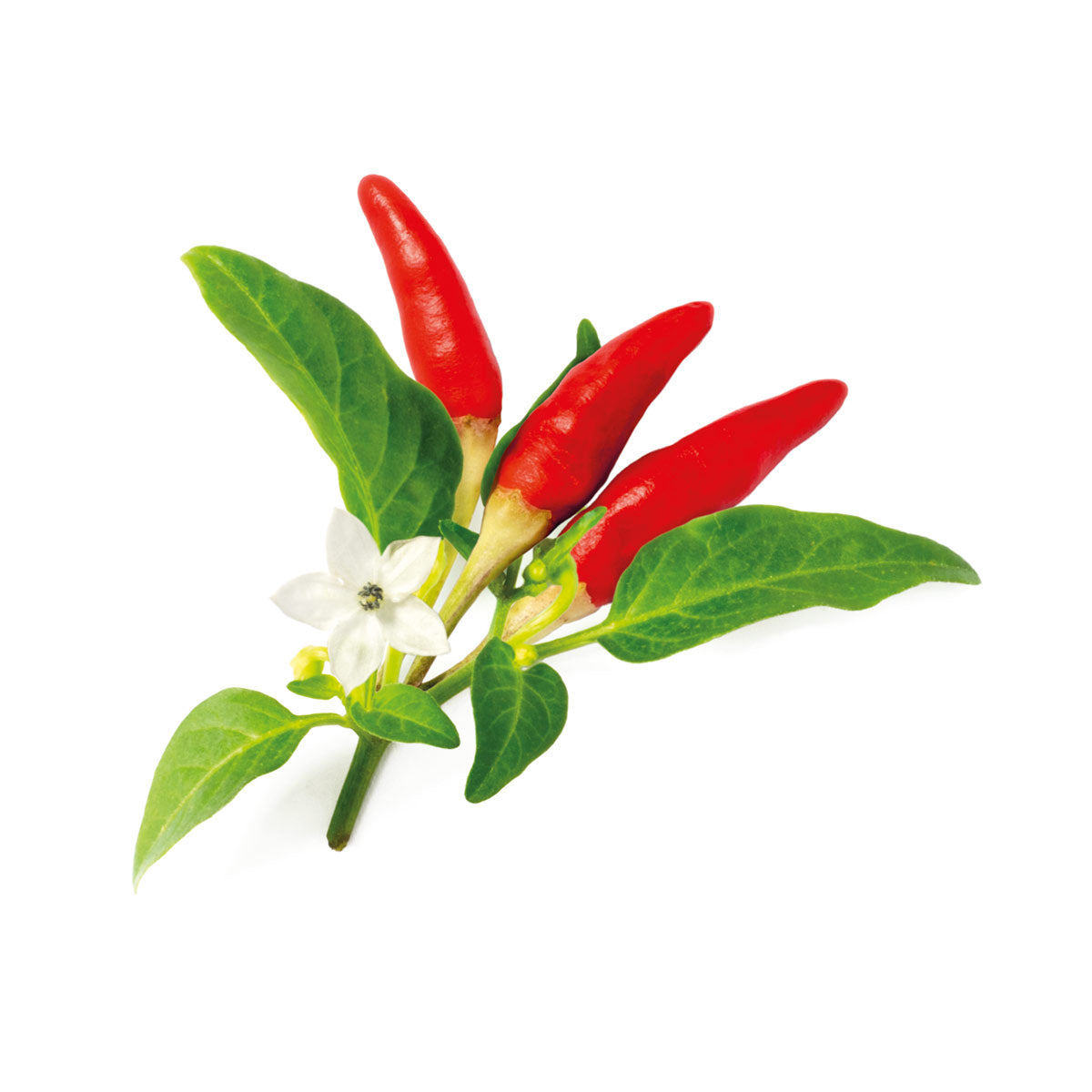 red-hot-chili-pepper-1200x1200