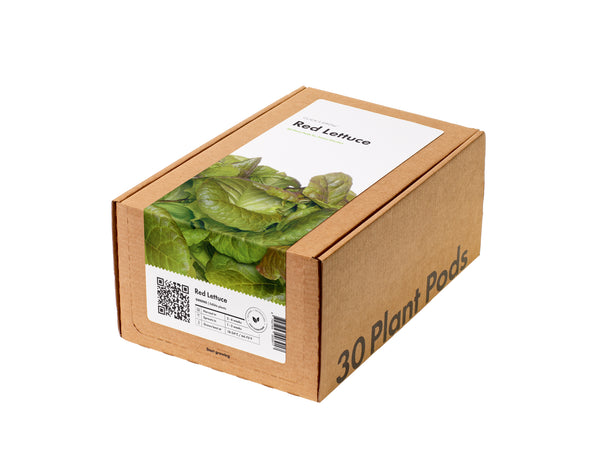 Red Lettuce Plant Pods 30-pack