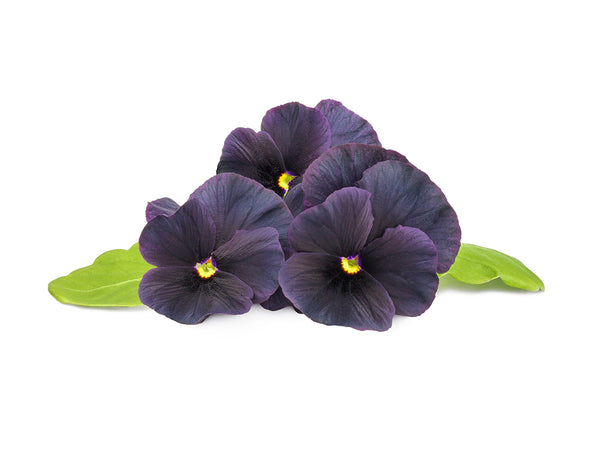 Black Pansy Plant Pods 3-pack