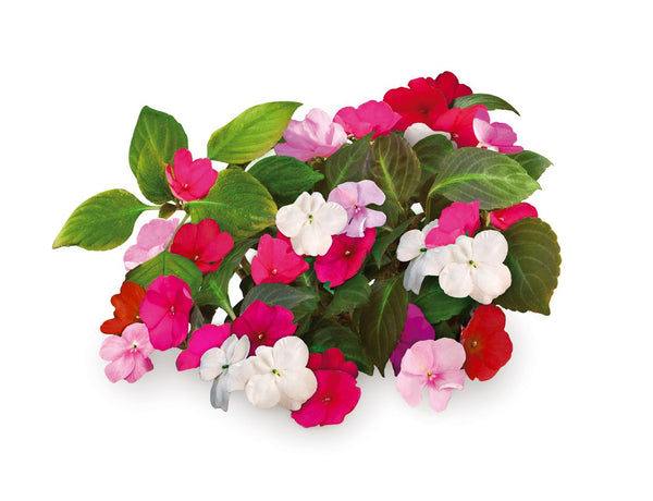 Busy Lizzie Plant Pods 3-pack