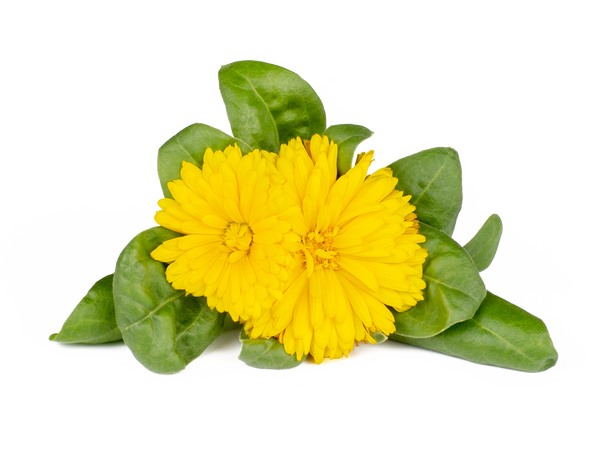 Calendula Plant Pods 3-pack
