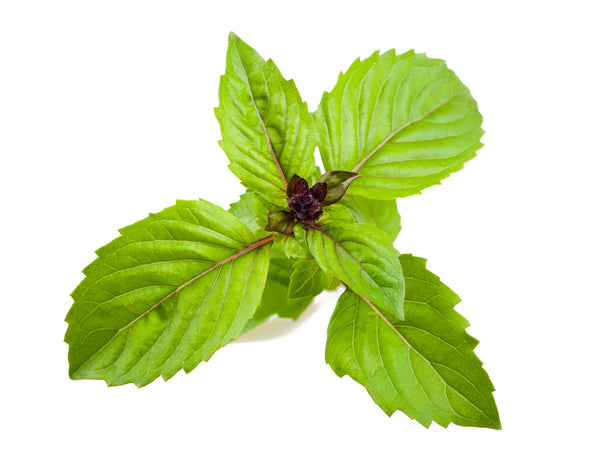 Cinnamon Basil Plant Pods 3-pack