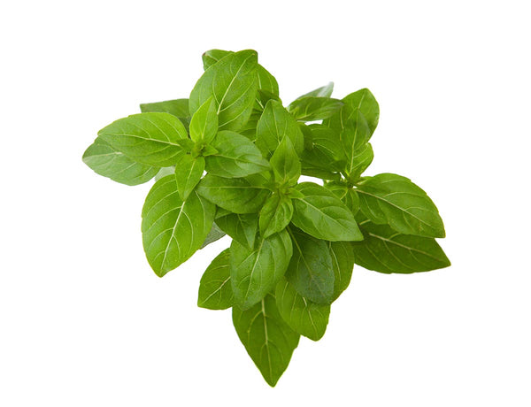 Greek Basil Plant Pods 3-pack