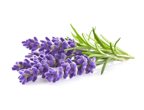 Lavender Plant Pods 3-pack