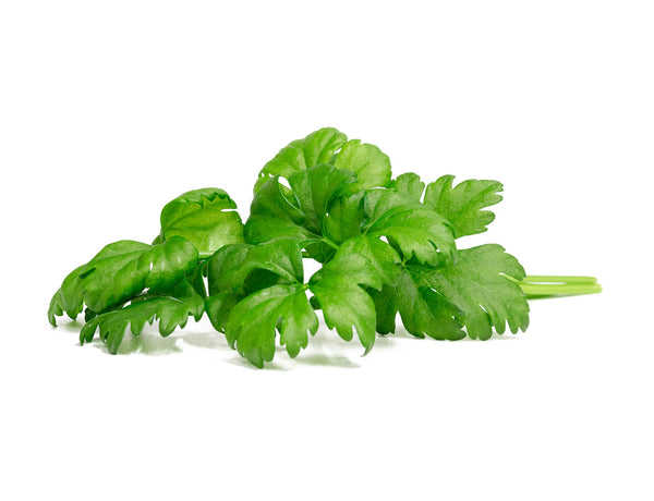 Leaf Celery Plant Pods 3-pack