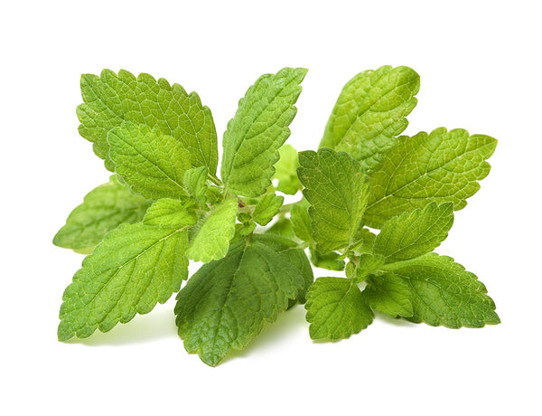 Lemon Balm Plant Pods 3-pack