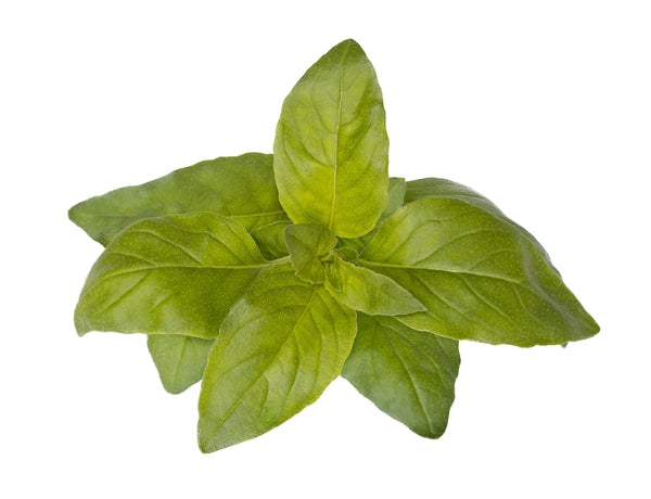 Lime Basil Plant Pods 3-pack