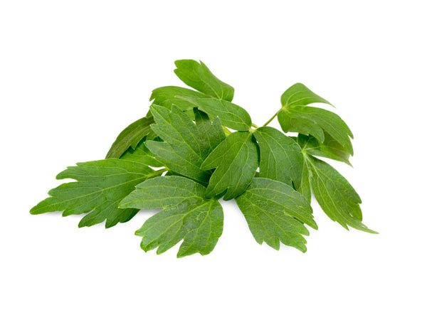 Lovage Plant Pods