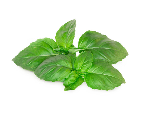 Marseille Basil Plant Pods 3-pack