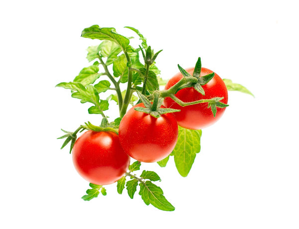 Mini Tomato Plant Pods 3-pack