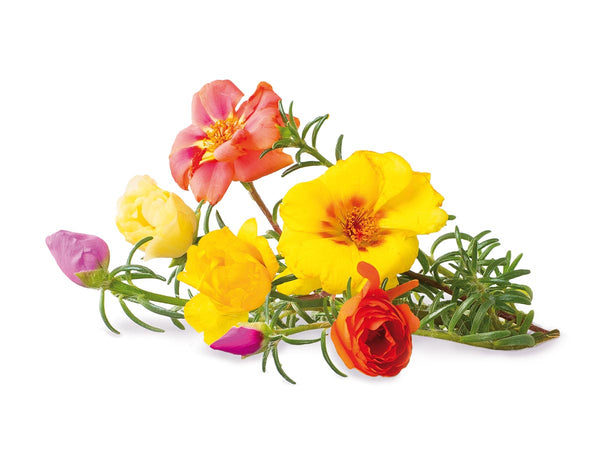 Moss Rose Plant Pods 3-pack