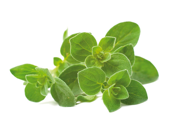 Oregano Plant Pods