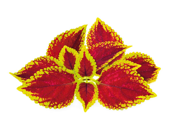 Painted Nettle Plant Pods 3-pack