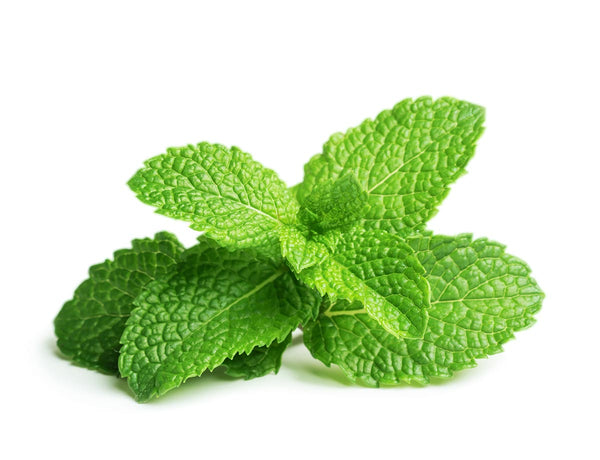 Peppermint Plant Pods 3-pack