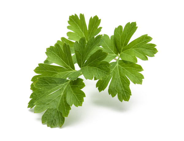 Plain Parsley Plant Pods