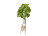 Pro Plant Cups - perforated cups for increased yield (9 pcs) / Pro Plant Cups - perforated cups for increased yield (9 pcs)