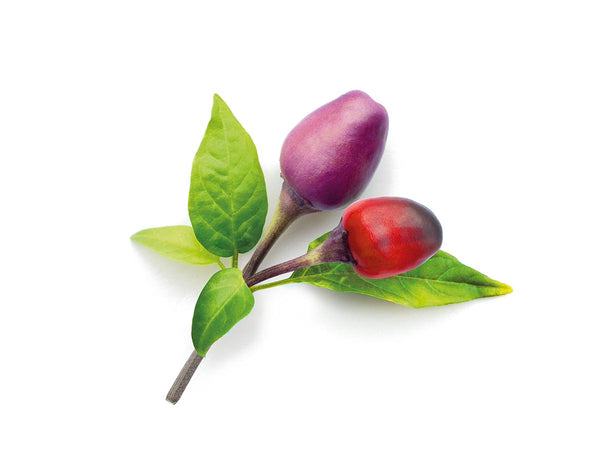 Purple Chili Pepper Plant Pods 3-pack