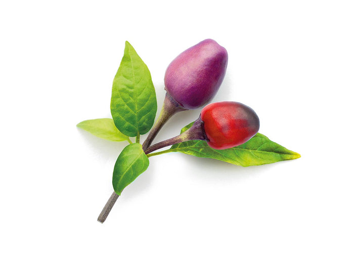 Purple Chili Pepper Plant Pods