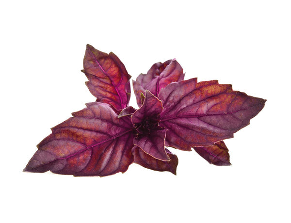 Red Basil Plant Pods 3-pack