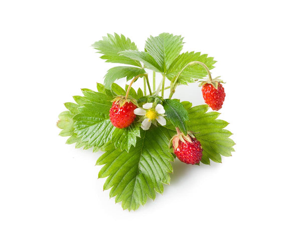 Wild Strawberry Plant Pods 3-pack