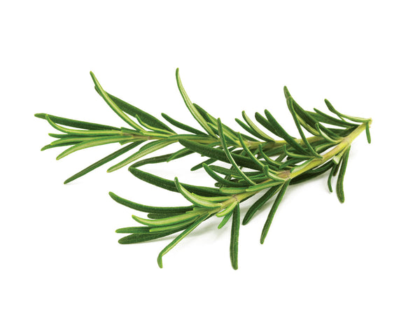 Growing rosemary (Rosmarinus officinalis) using Click & Grow's indoor garden. Cooking with Rosemary and Rosemary Oil Benefits.