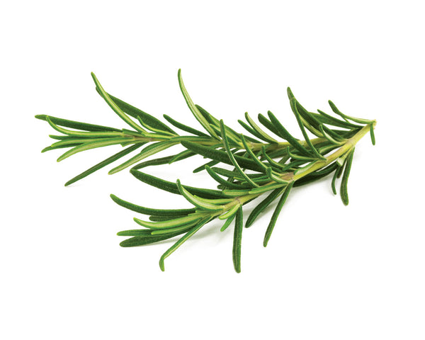 Rosemary Plant Pods