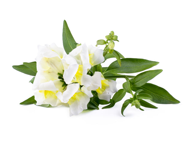 White Snapdragon Plant Pods 3-pack