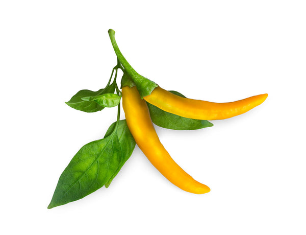 Yellow Chili Pepper Plant Pods 3-pack