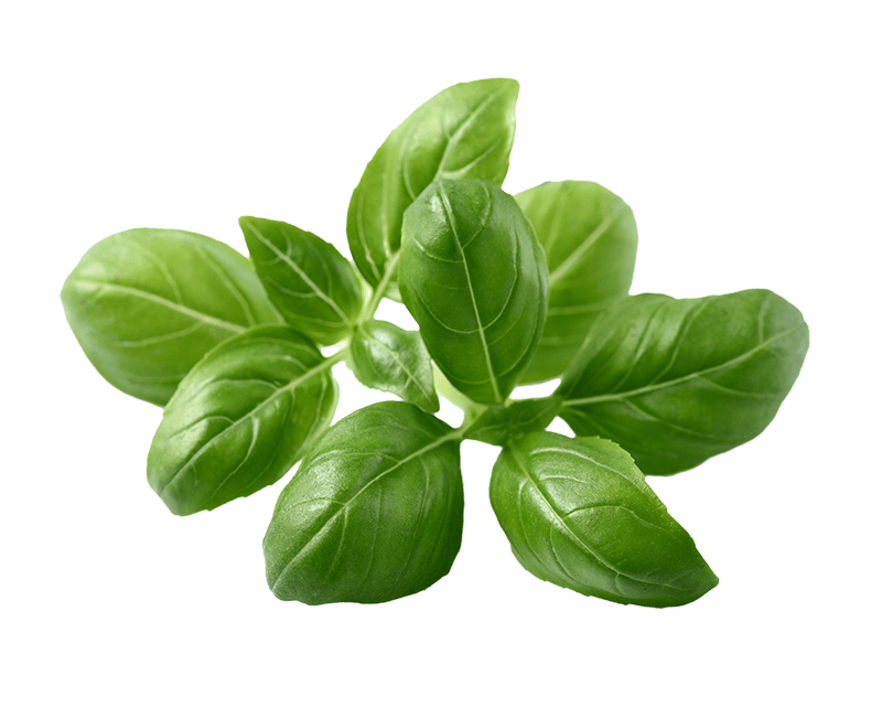 Basil