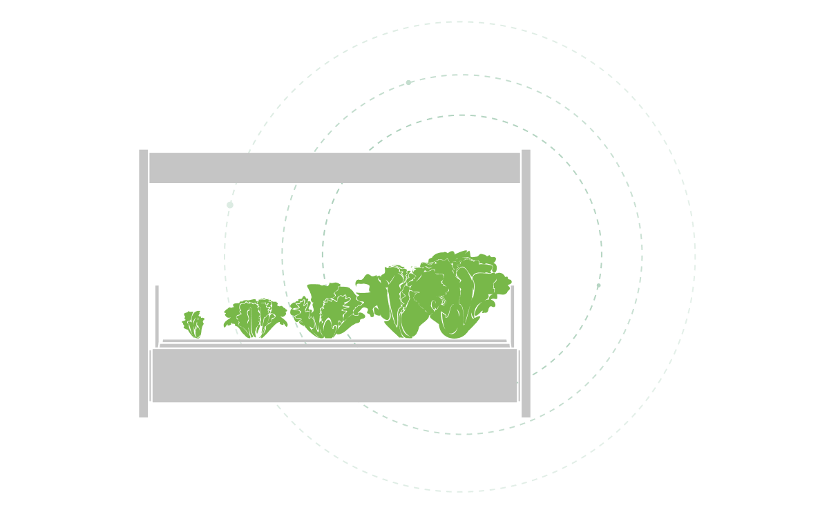 Click and Grow lettuce - fresh greens from smart garden
