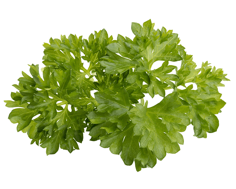 Curly parsley
