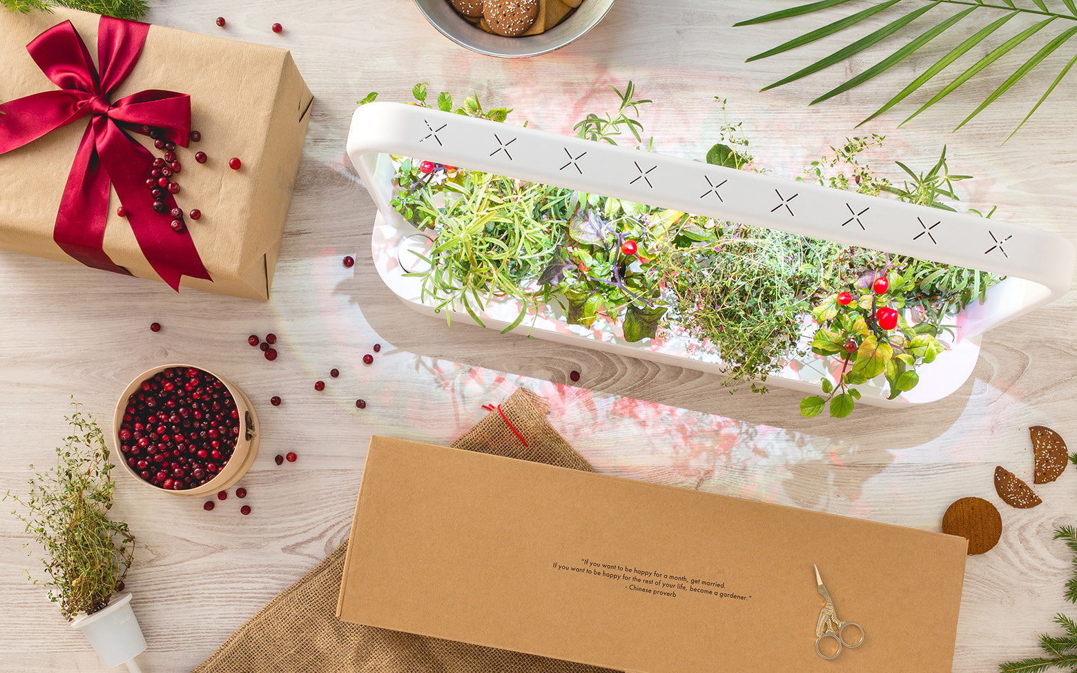 Click & Grow - The gift guide for indoor gardens