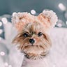 whiskey_the_yorkie