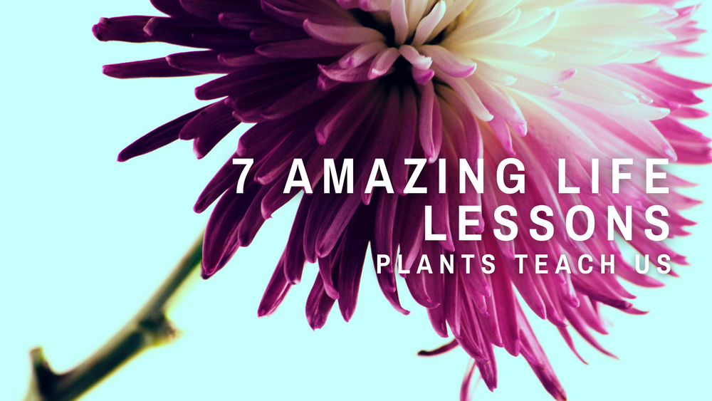 7 Amazing Life Lessons Plants Teach Us