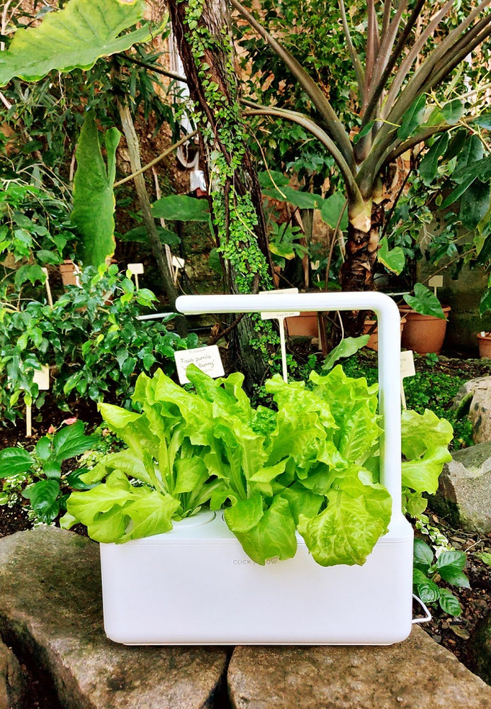 5 Quirky Reasons to Buy a Smart Garden This Week