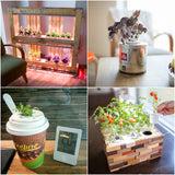 DIY indoor garden concept.