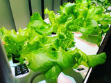 Click and Grow lettuce