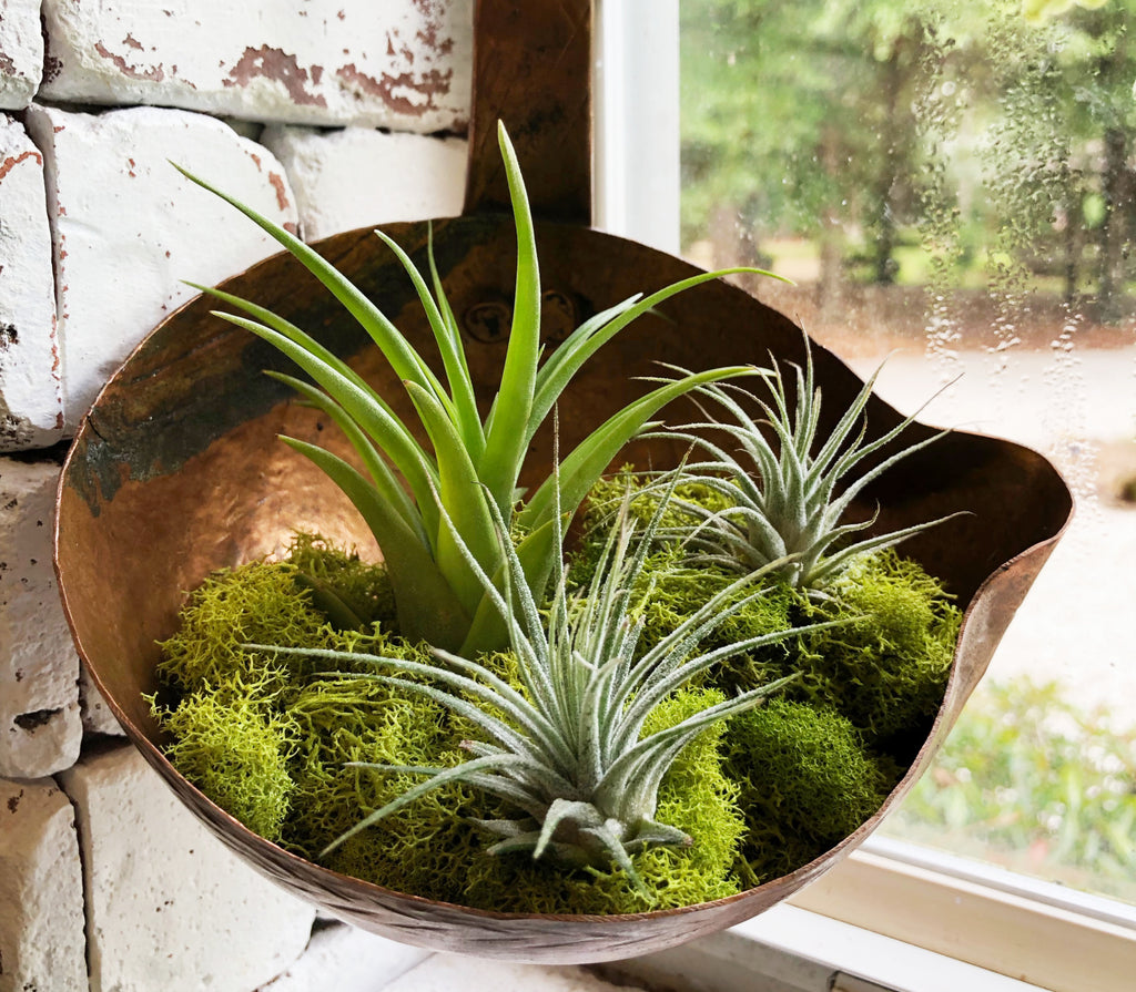 10 Totally Unexpected Plant Pot Alternatives Click & Grow