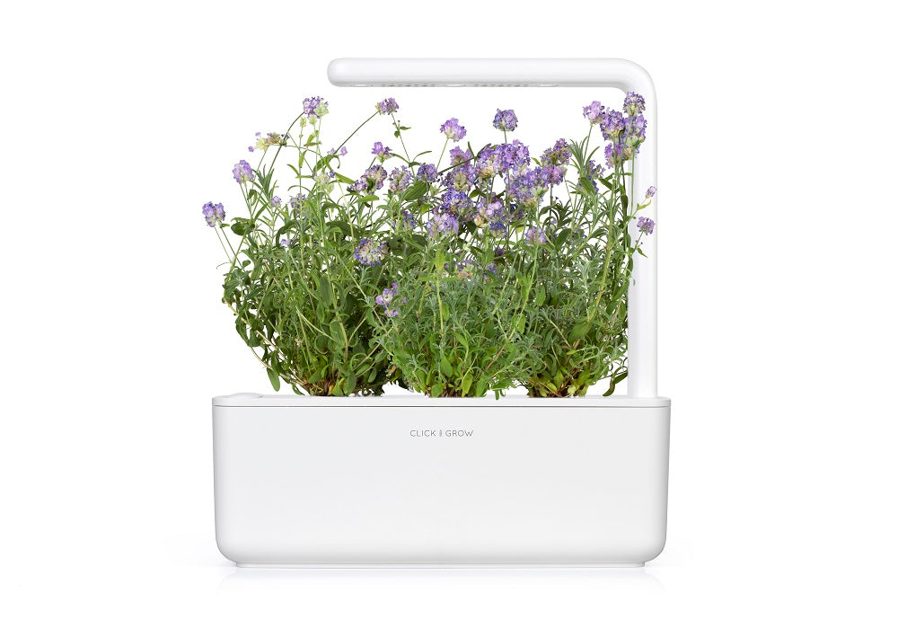 Create Your Own Aromatherapy Indoor Herb Garden with These 6 Plants