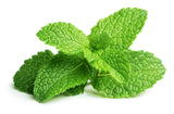 Click & Grow peppermint