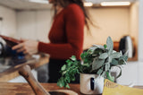 Herbs on a kitchen table.