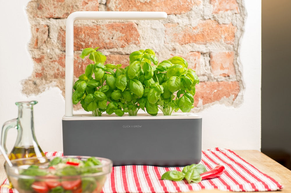 Click and Grow Basil: 5 Amazing Health Benefits & Recipes