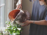 Spring Houseplant Care: 5 Tips to Help Your Plants Flourish